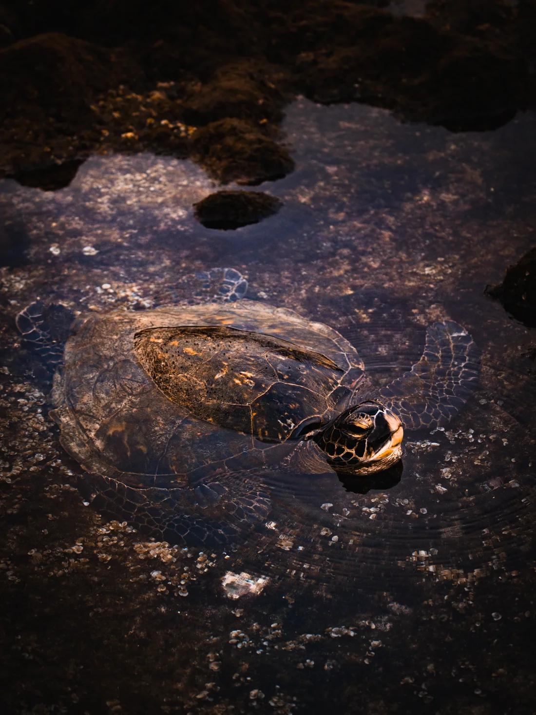 A sea turtle in a tide pool, photographed by Liz