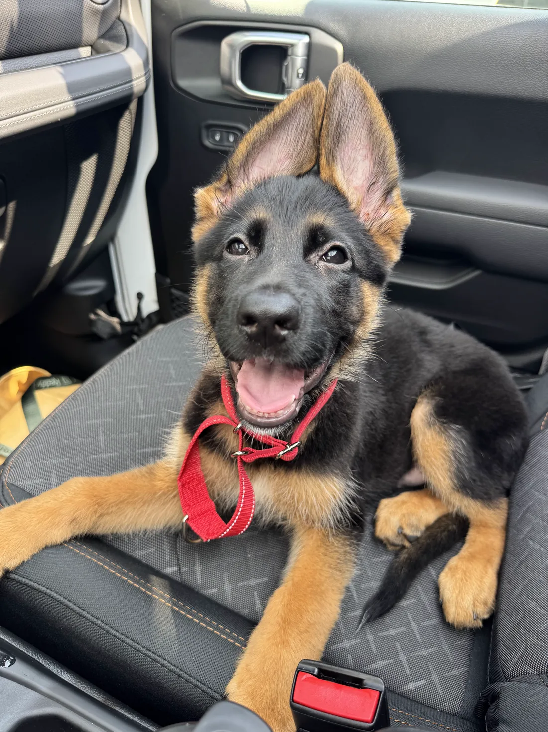Rhysand, Liz's German Shepherd puppy
